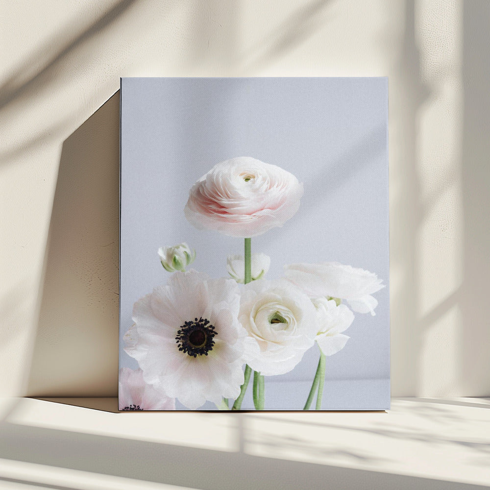 White And Pale Pink Ranunculus Flowers | Canvas