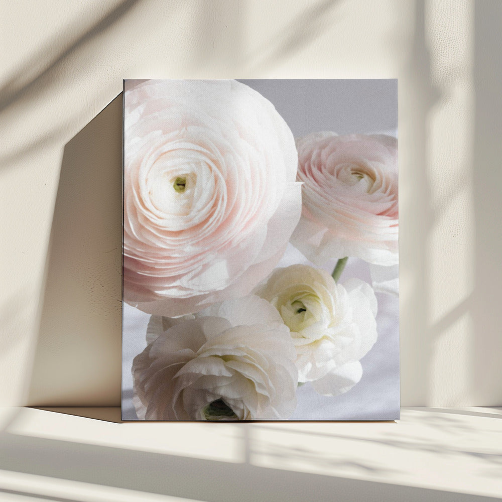 Soft Ranunculus | Canvas