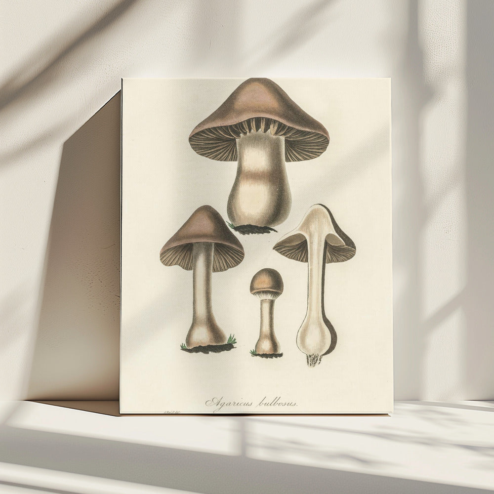 Agaricus Bulbosus Illustration. Medical Botany 1836 | Canvas