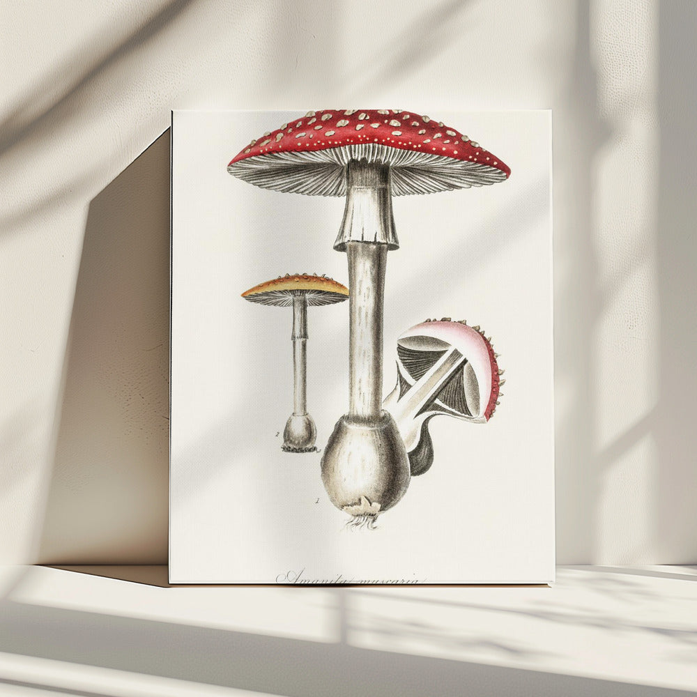 Amanita Muscaria Illustration. Medical Botany 1836 | Canvas