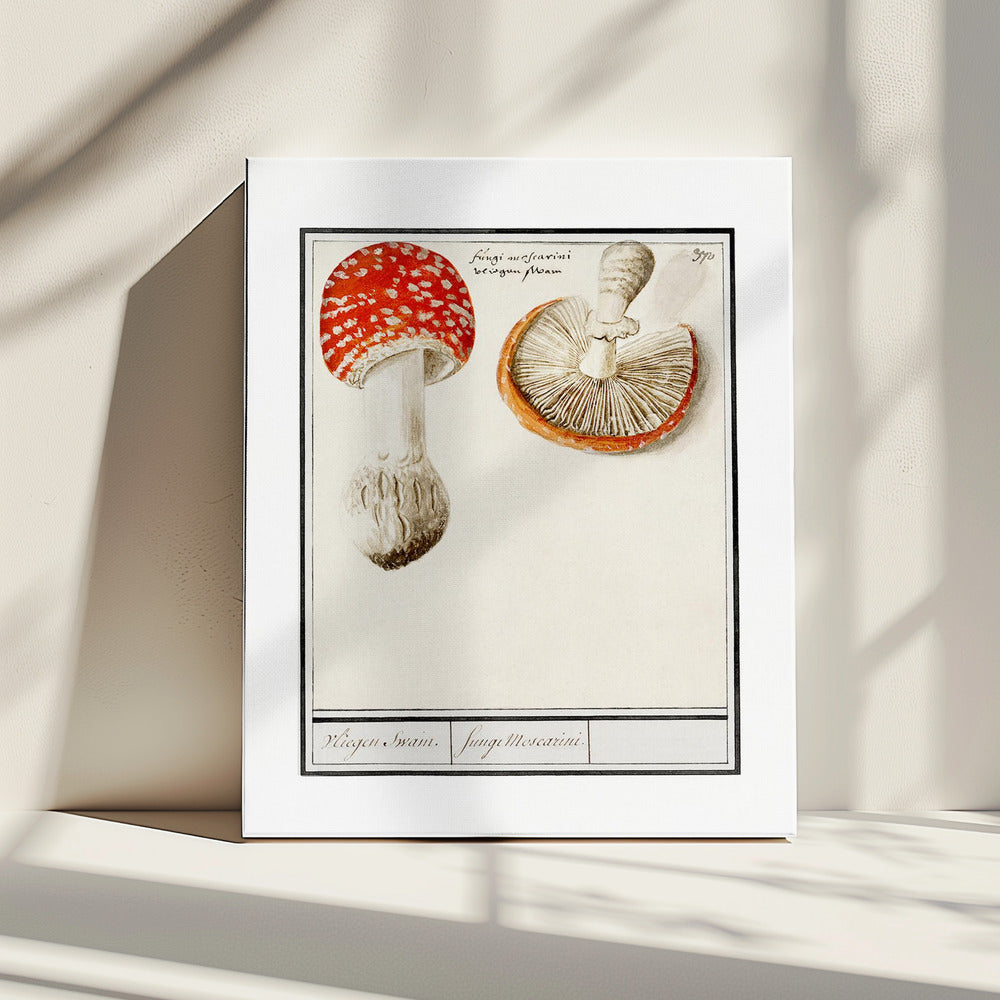 Fly Agaric, Amanita Muscaria | Canvas