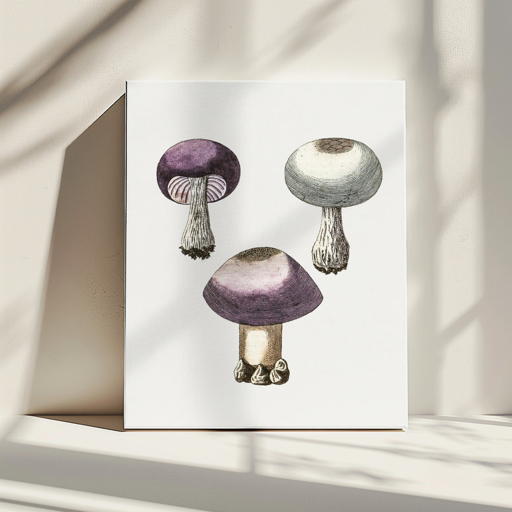 Hand Darwn Violet Webcap Mushroom | Canvas