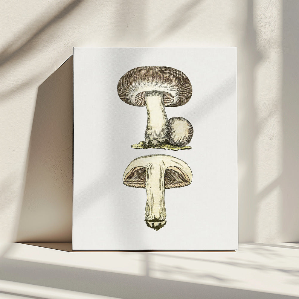Hand Drawn Field Mushroom Gray | Canvas
