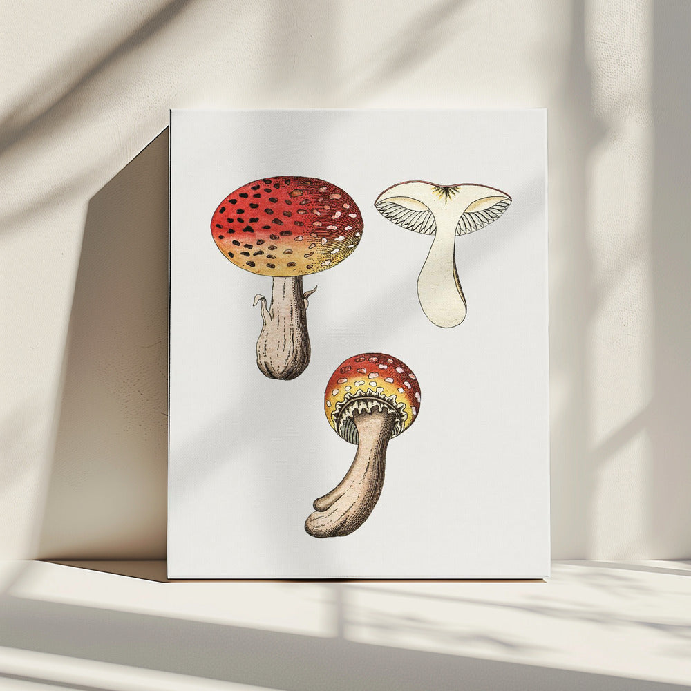 Hand Drawn Fly Agaric Mushroom | Canvas