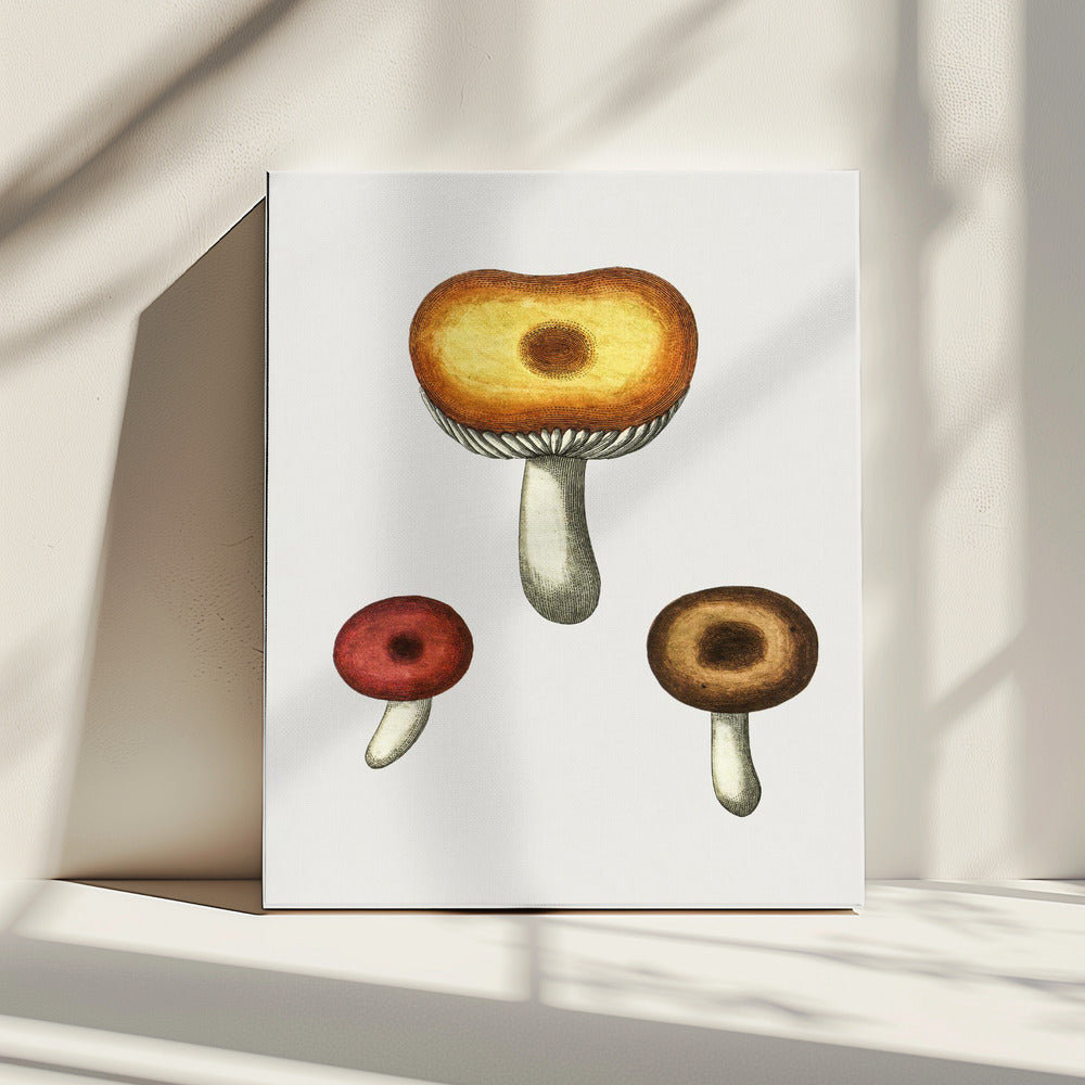 Hand Drawn Galerina Mushroom | Canvas
