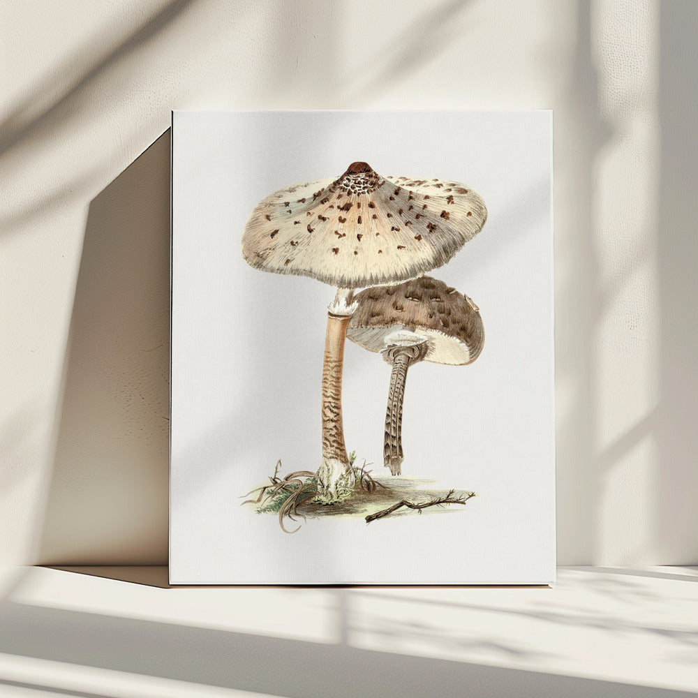 Hand Drawn Parasol Mushroom | Canvas