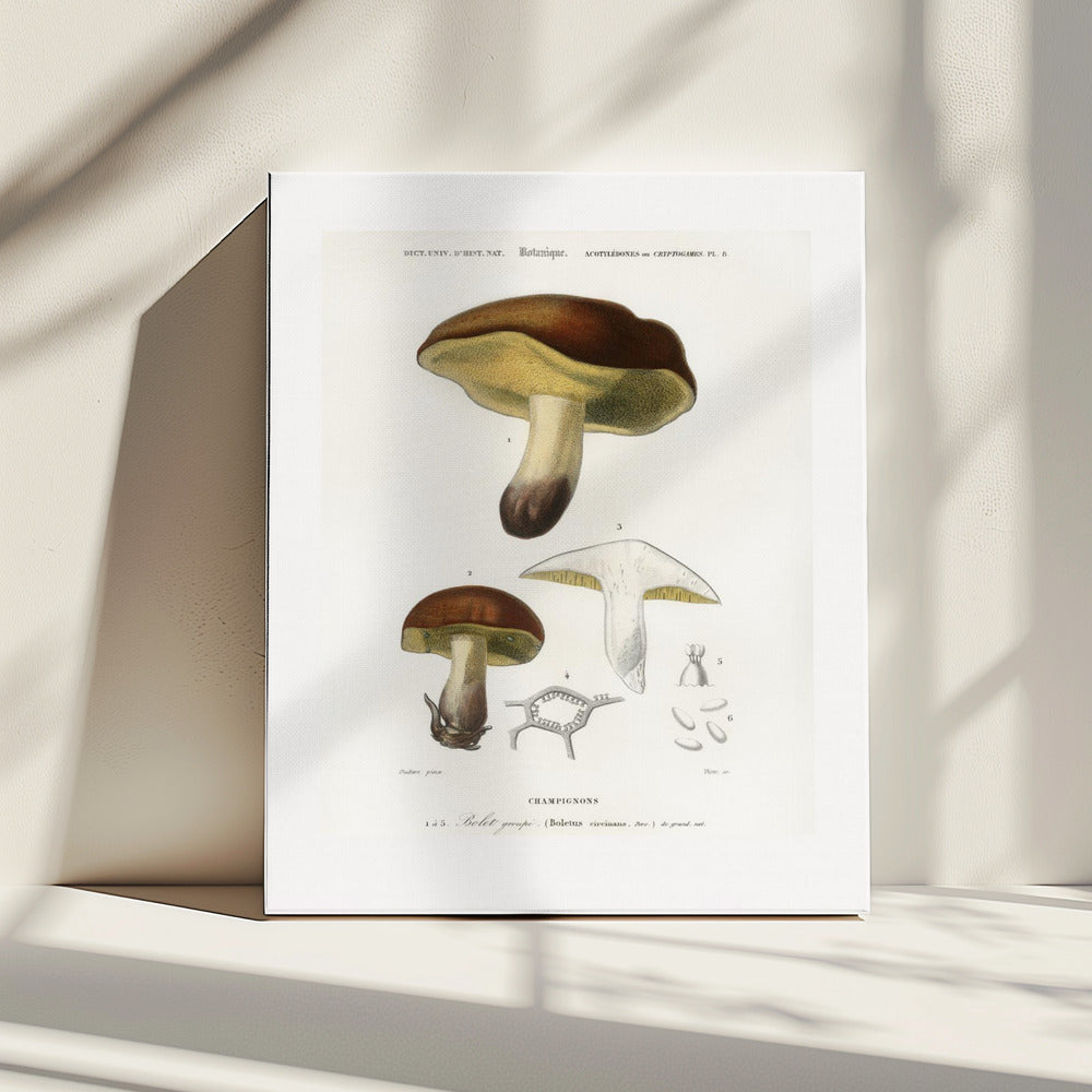 Mushroom (boletus Circinans) | Canvas