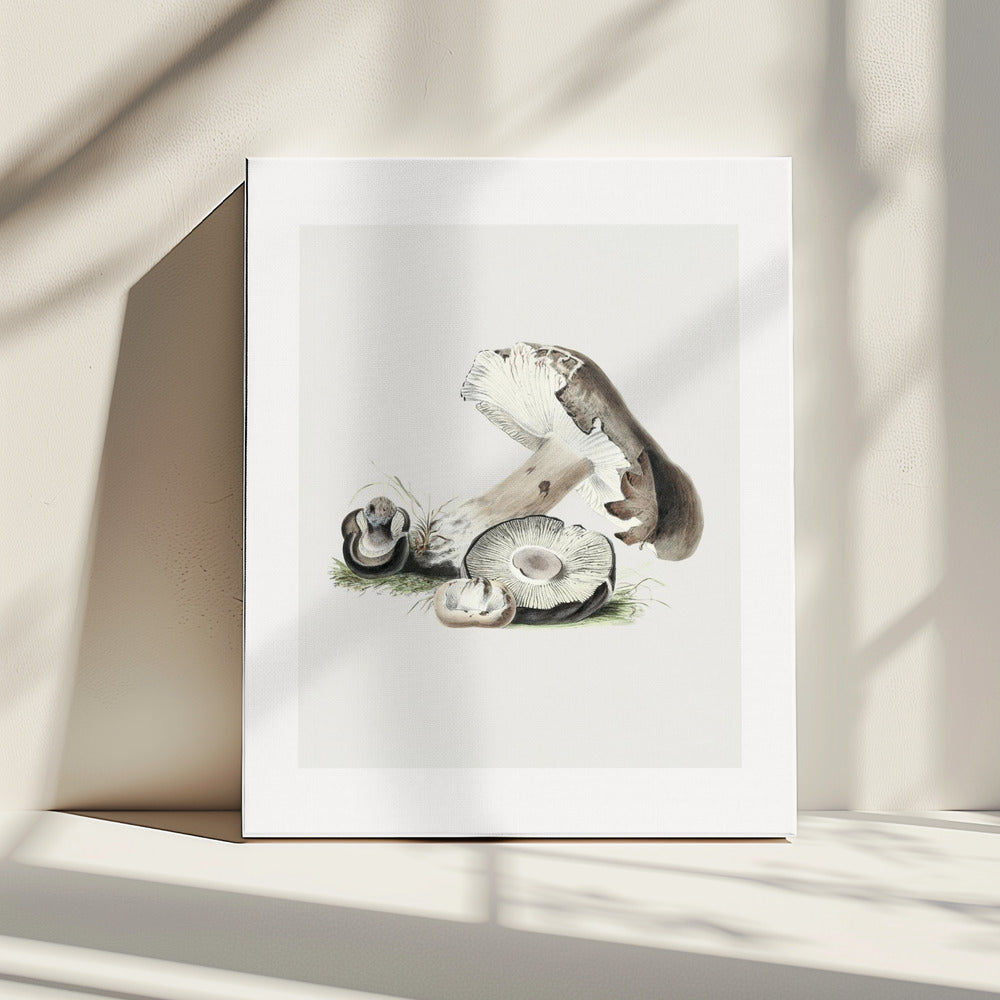 Vintage Agaricus Augustus Mushroom 50x70 | Canvas