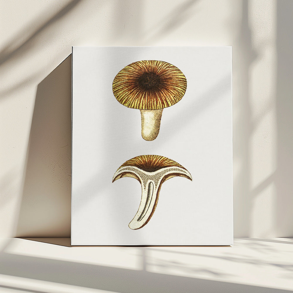 Vintage Chanterelles Edible Mushroom | Canvas