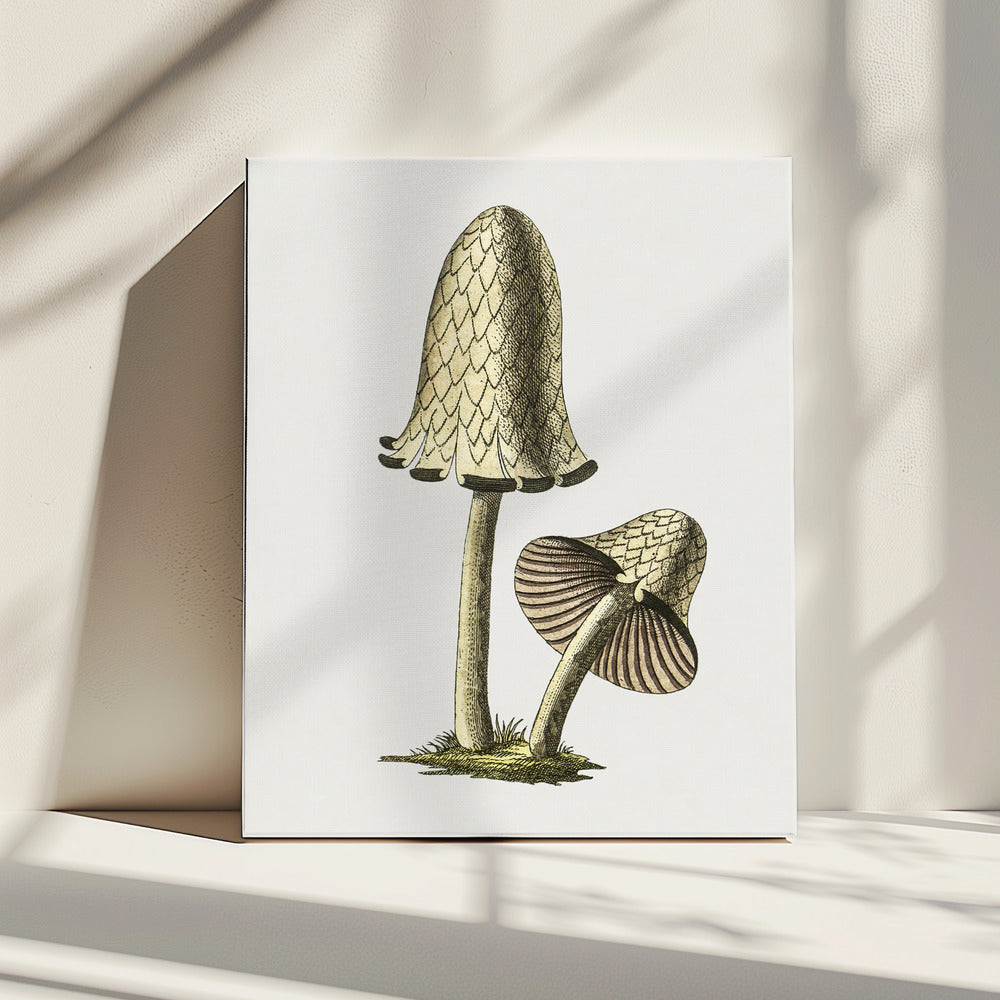 Vintage Inky Cap Edible Mushroom | Canvas