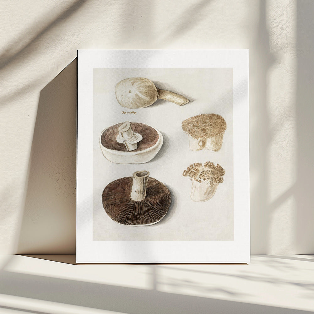 Common Meadow Mushroom, Agaricus Campestris Standing | Canvas