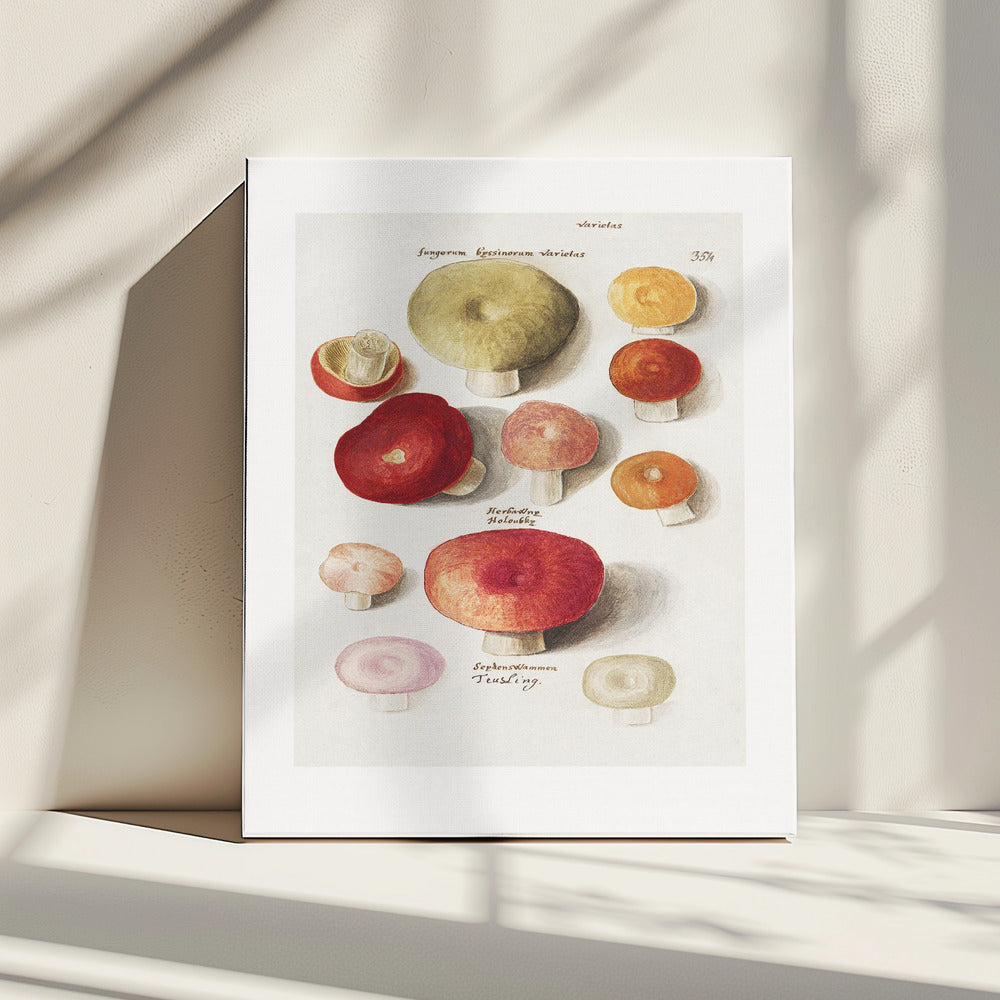 Boleten, Boletales Standing | Canvas