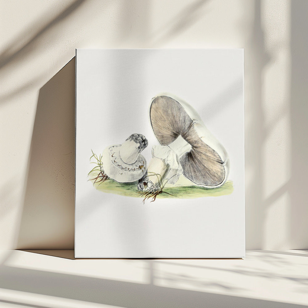 Hand Drawn Horse Mushroom Standing | Canvas