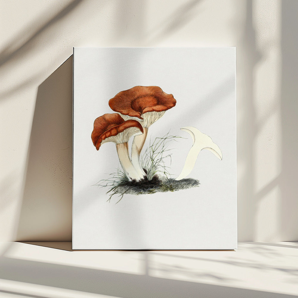Hand Drawn Rufous Milkcap Mushroom | Canvas