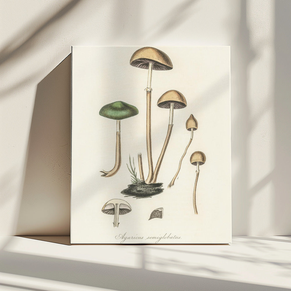 Agaricus Semiglobatus | Canvas