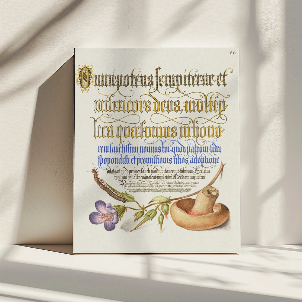 Mushroom Poster | Canvas