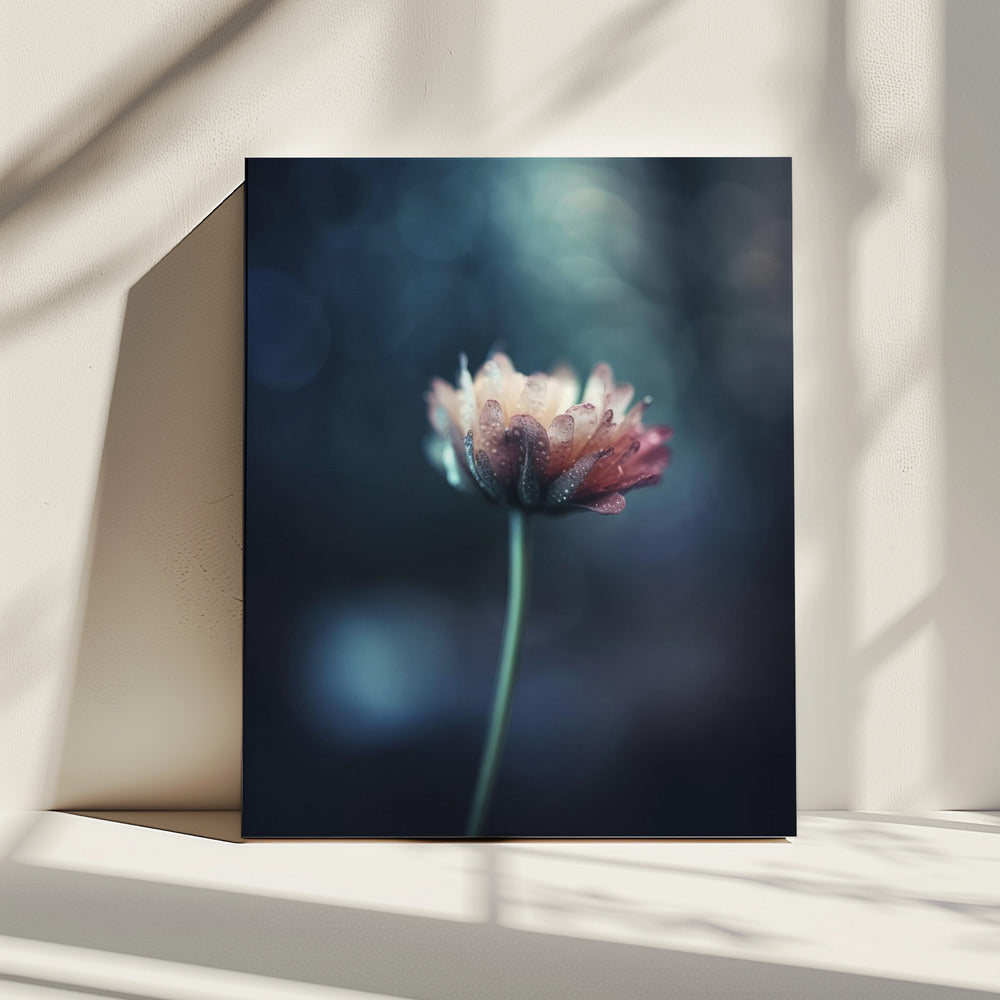 Dew-Kissed Blossom | Canvas