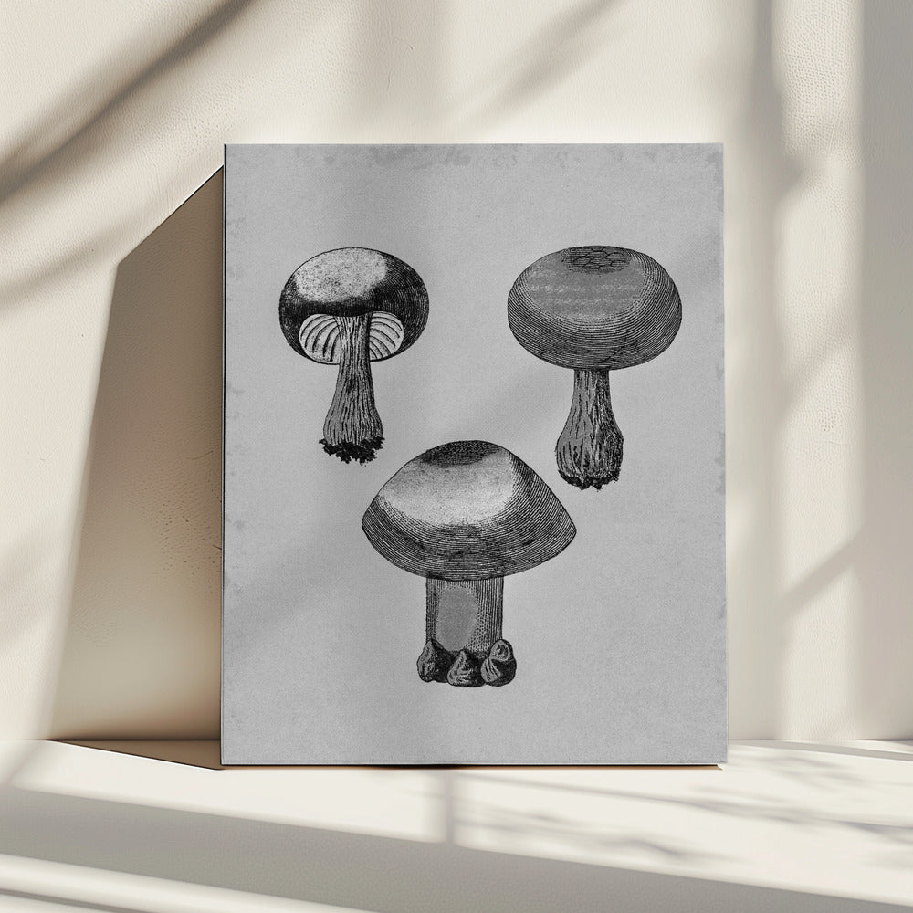 Violet Webcap Mushroom | Canvas