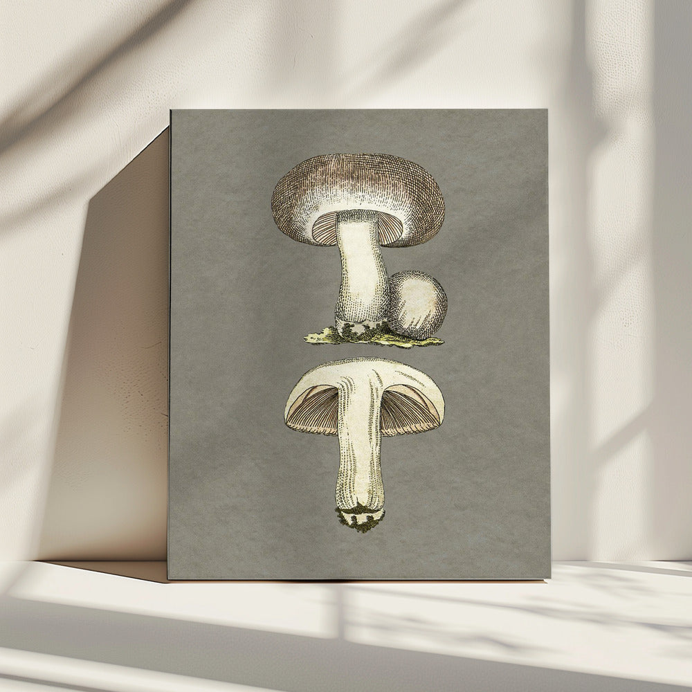 Field Mushroom | Canvas