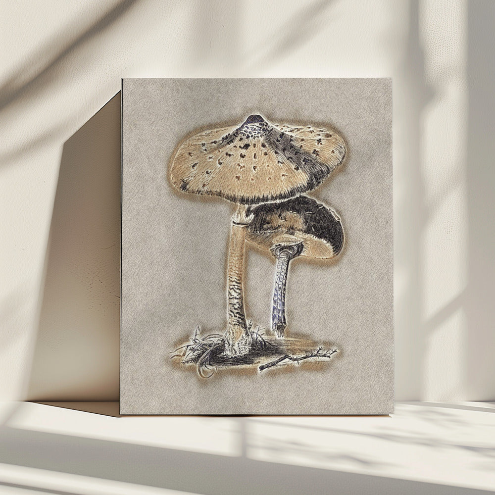 Hand Drawn Parasol Mushroom Brown | Canvas