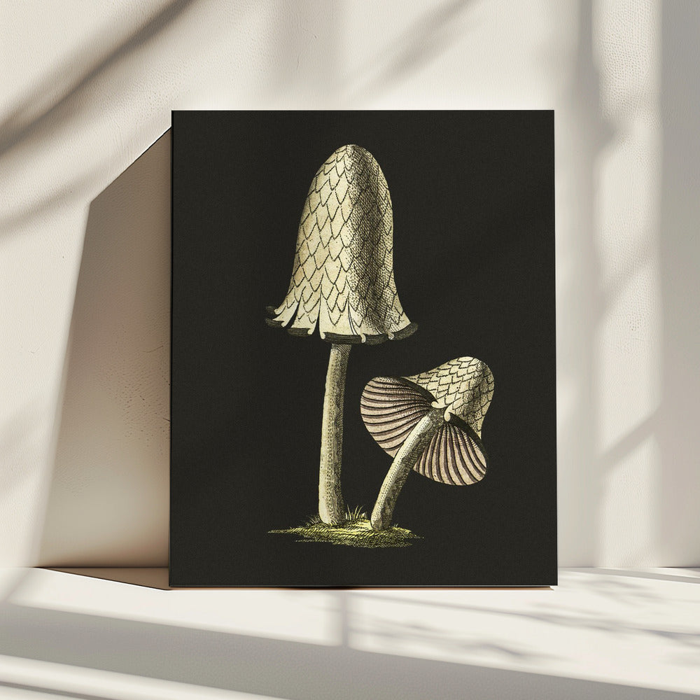 Vintage Inky Cap Edible Mushroom Black Background | Canvas