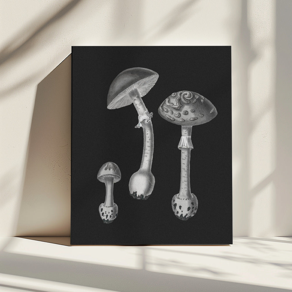 Amanita Muscaria  Black Backgound BW | Canvas