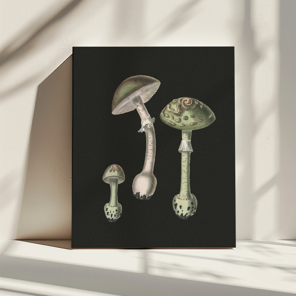 Amanita Muscaria Dark Background | Canvas