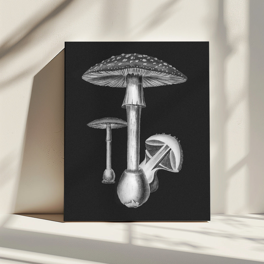 Amanita Muscaria Dark Background BW | Canvas