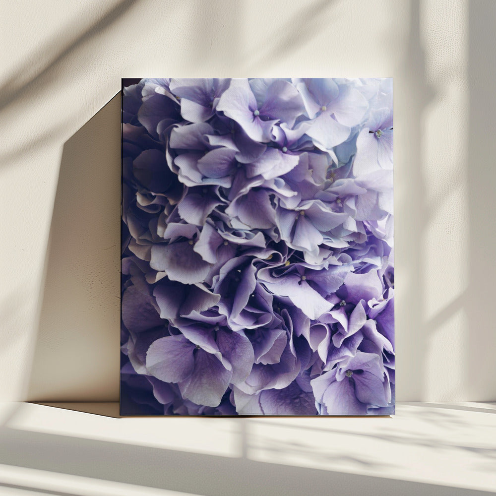 Vibrant Purple Hydrangea Flowers | Canvas