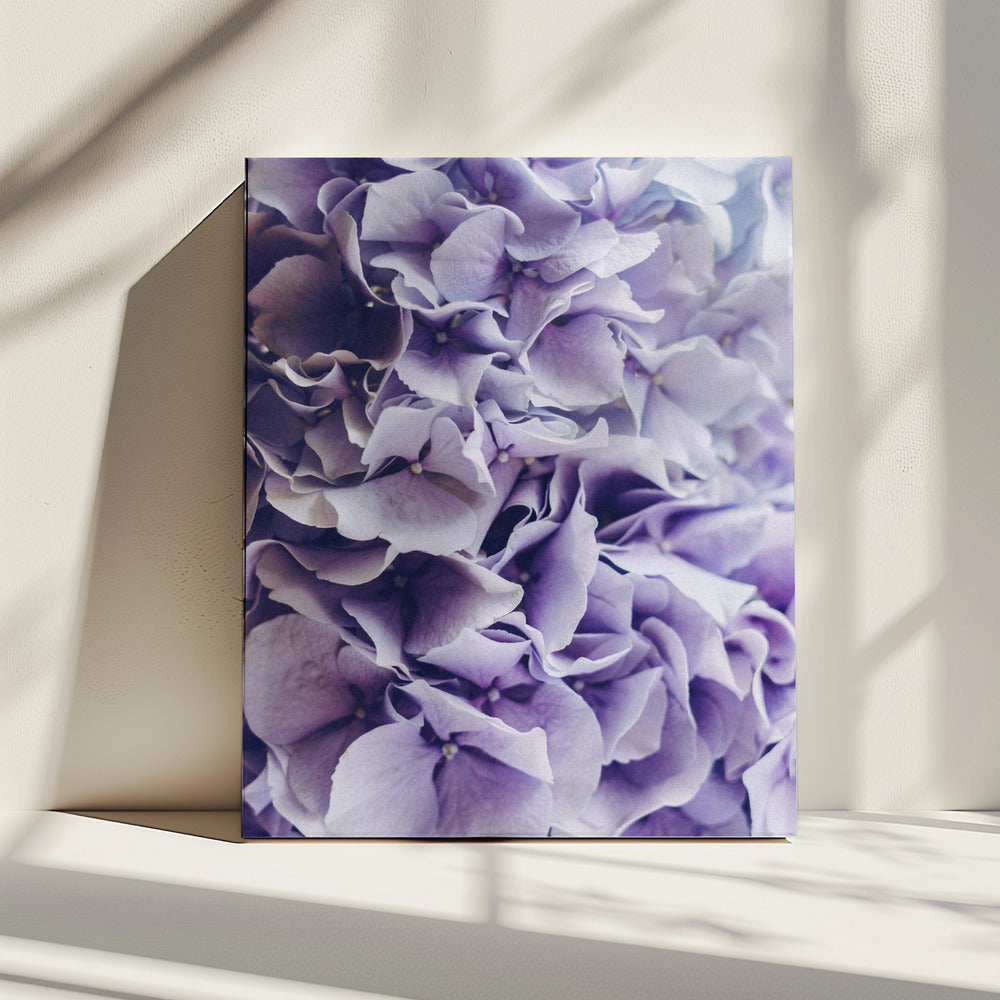 Vibrant Purple Hydrangea Flowers | Canvas
