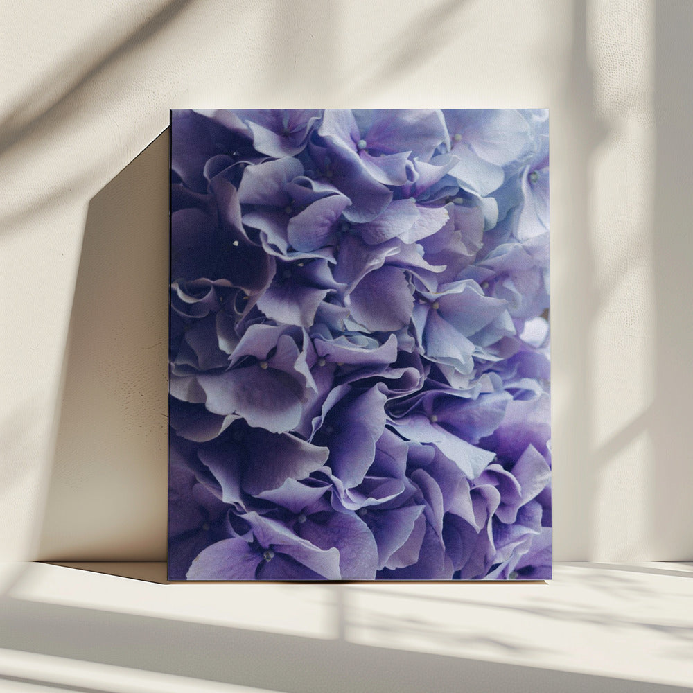 Vibrant Purple Hydrangea Flowers | Canvas