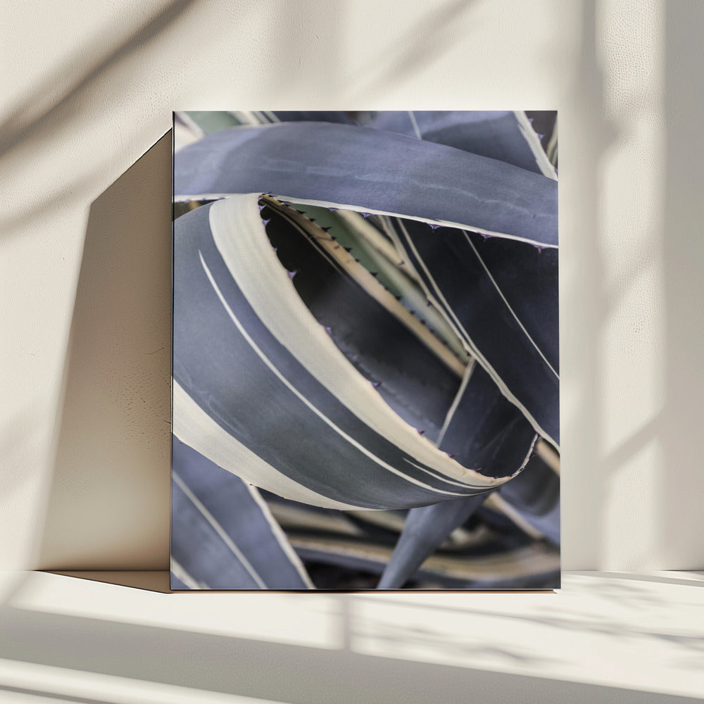 Agave Whorls | Canvas