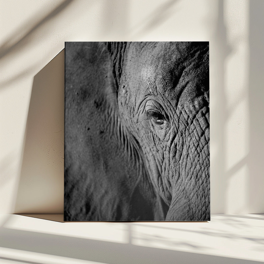 Majestic Wisdom | Canvas