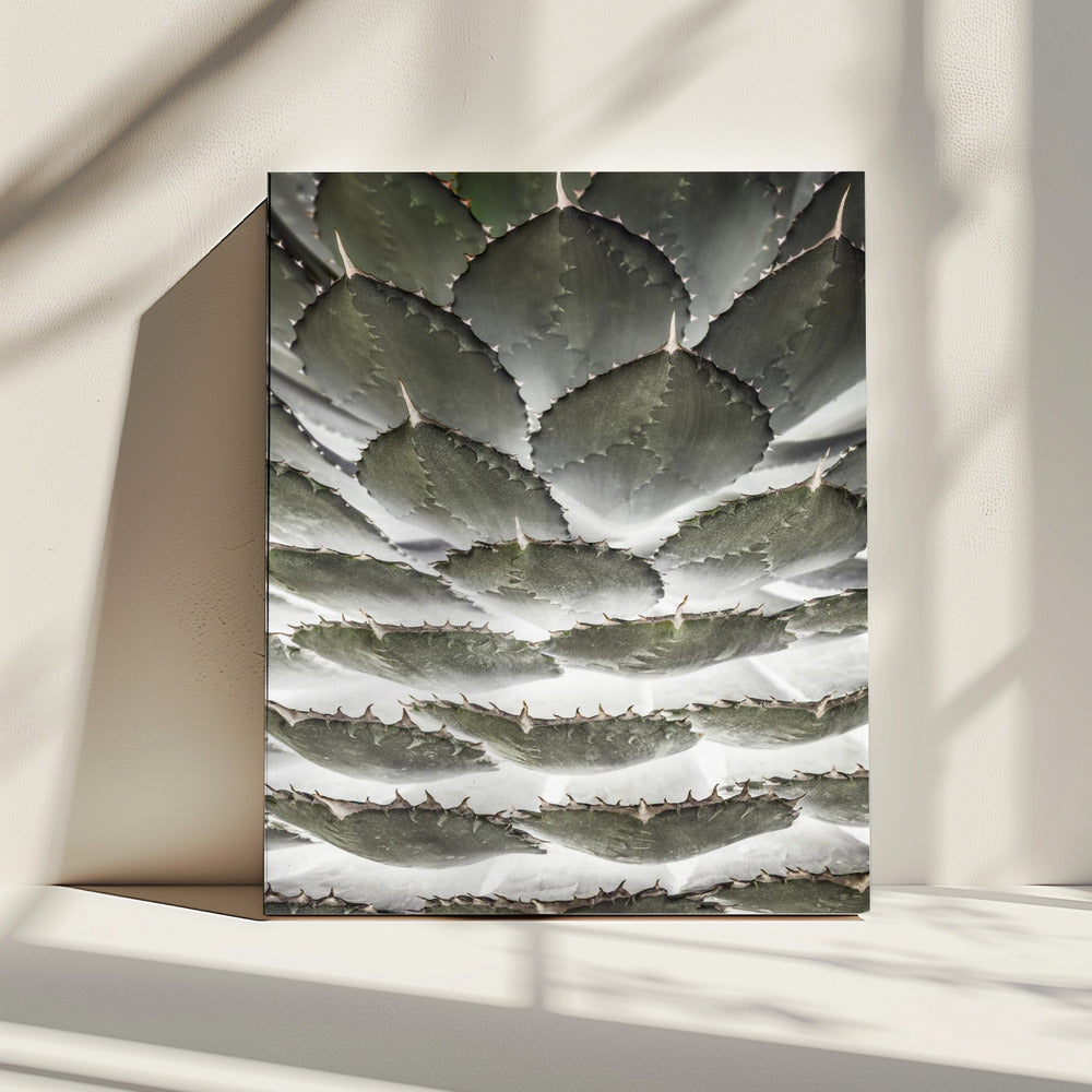 Spiral Succulent | Canvas