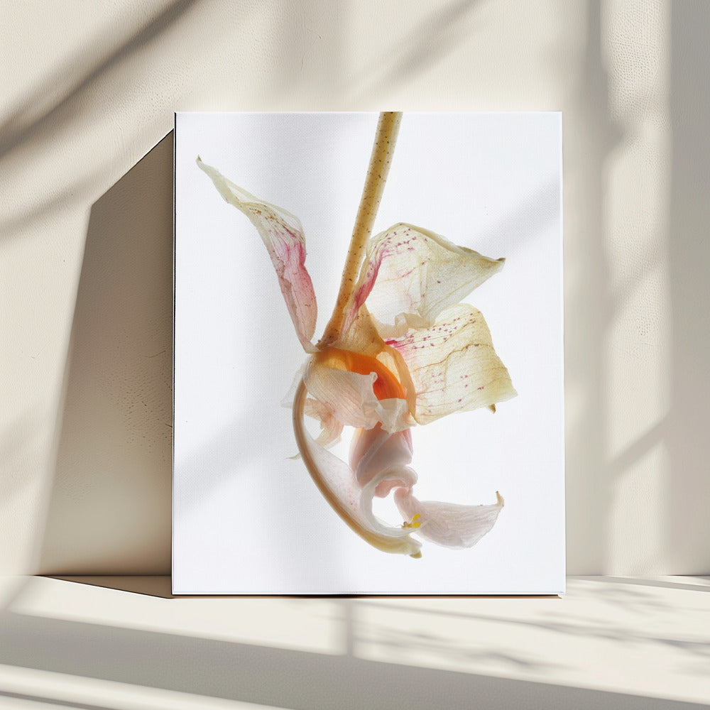 Petal Symphony | Canvas