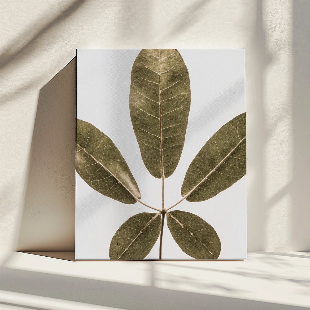 Five Leaf Harmony | Canvas