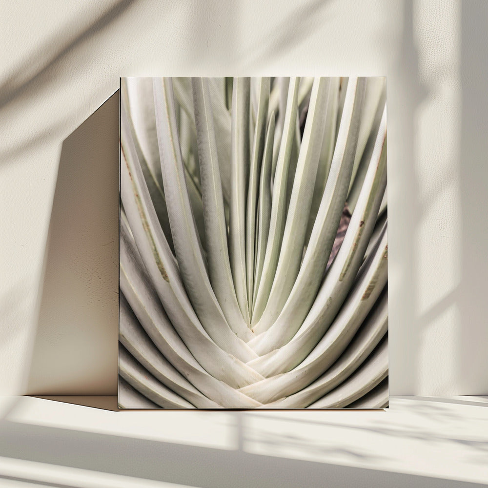 Desert Fan Dance | Canvas