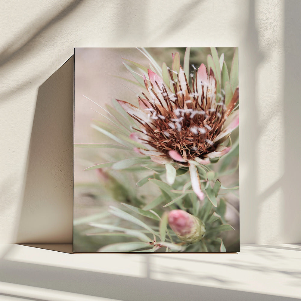 Soft Bloom Elegance | Canvas