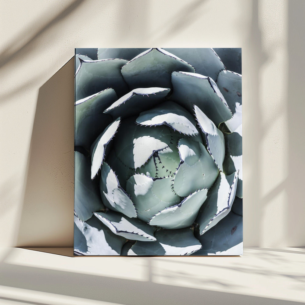 Agave Spiral Dance | Canvas