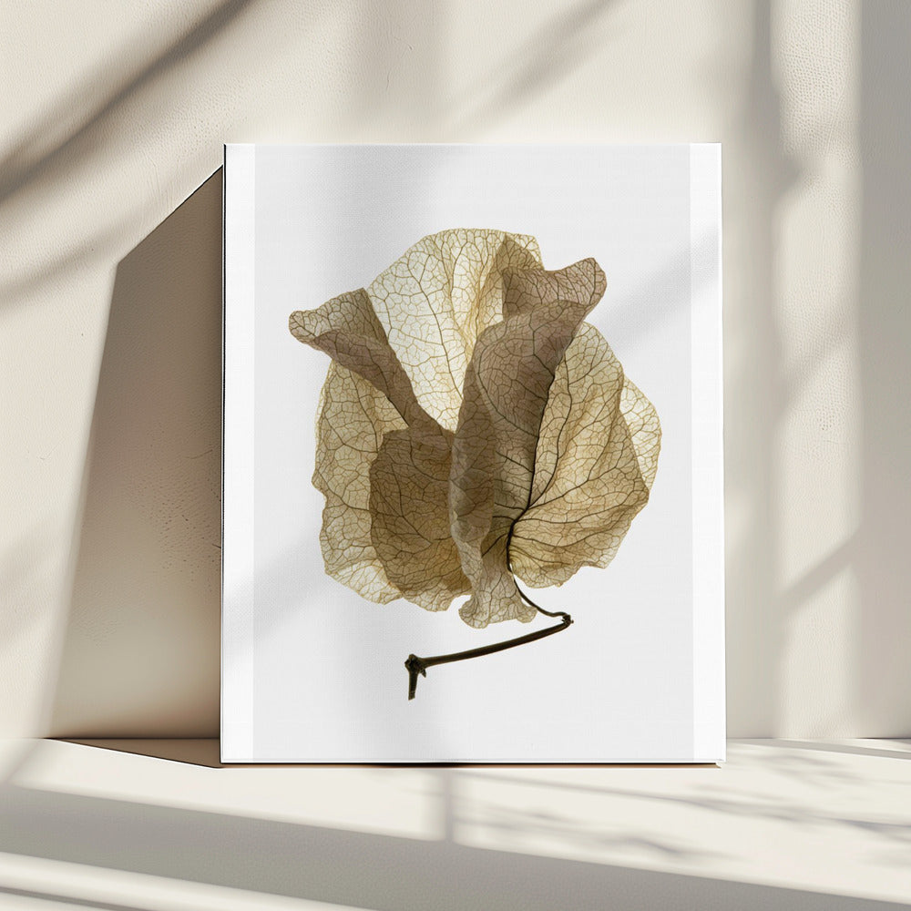 Whispering Petals | Canvas