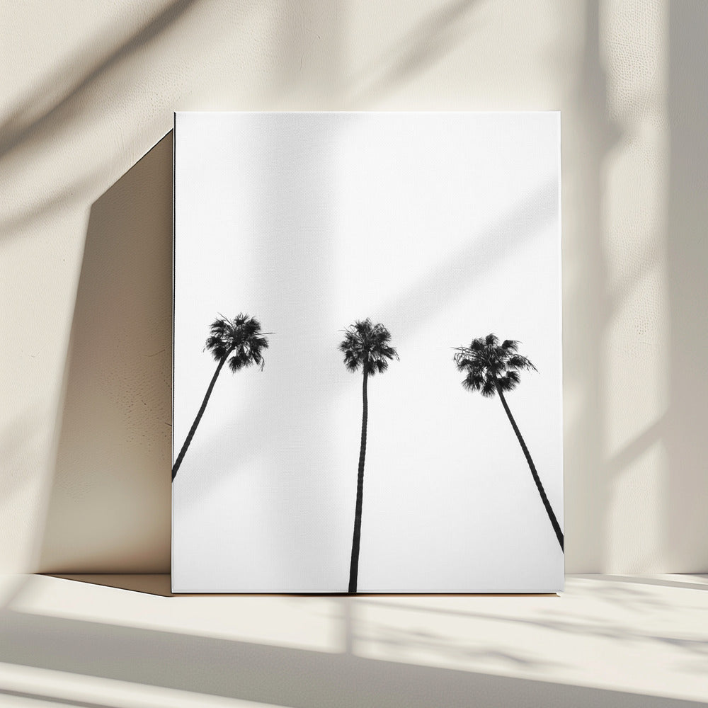 Skyward Palms Trio | Canvas