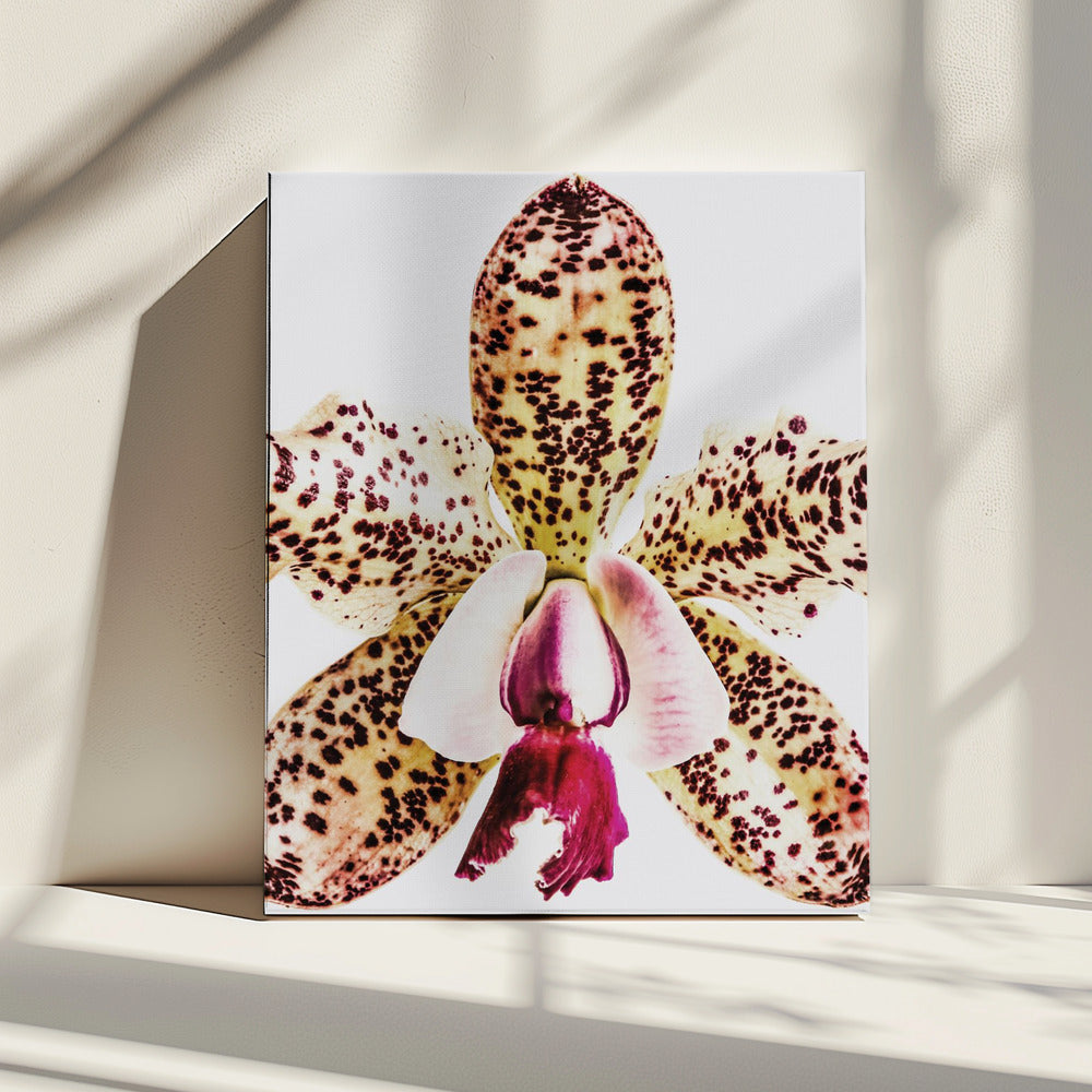 Spotted Orchid Burst | Canvas