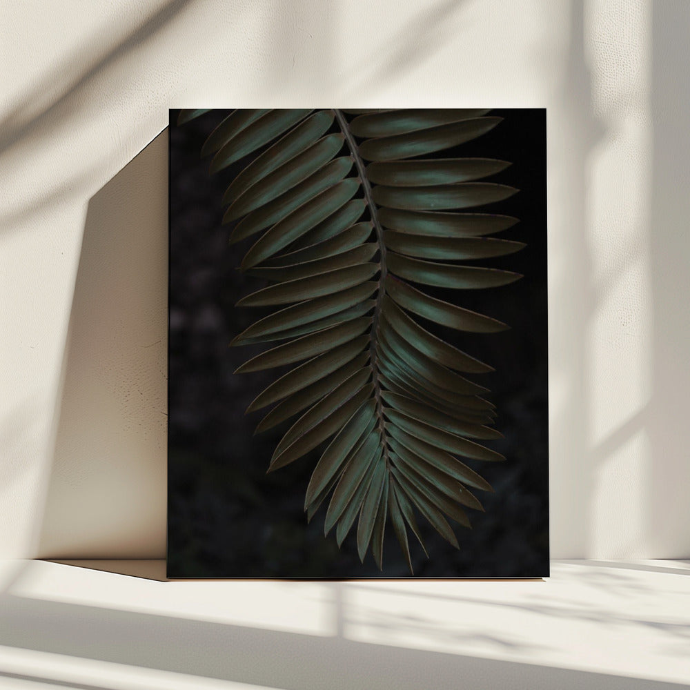 Frond in Shadow | Canvas
