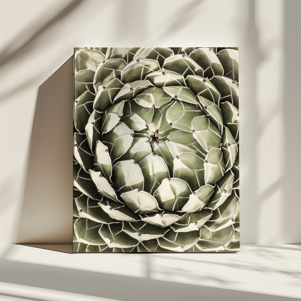 Geometric Succulent | Canvas