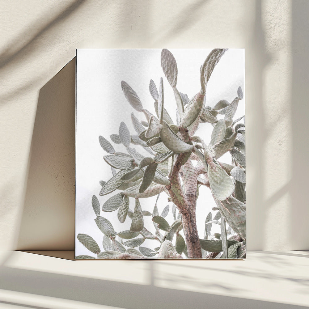 Cactus Whispers | Canvas