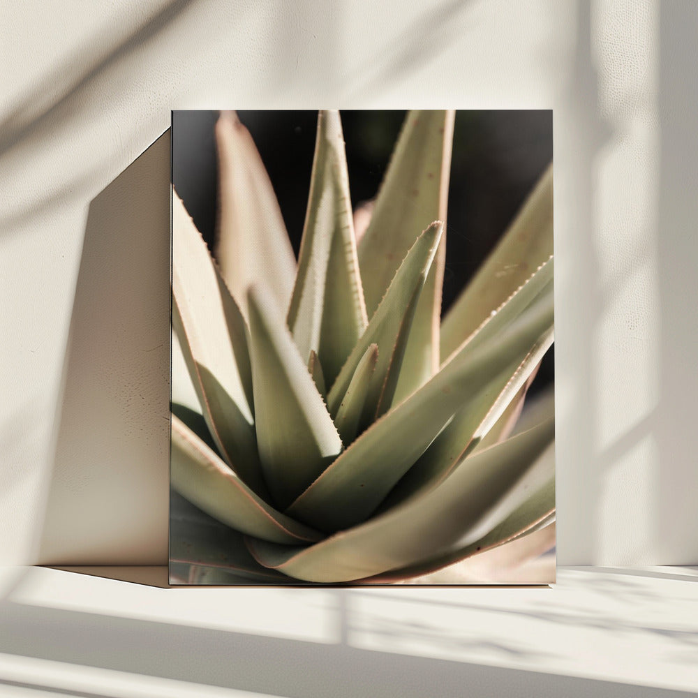 Sunlit Succulent | Canvas