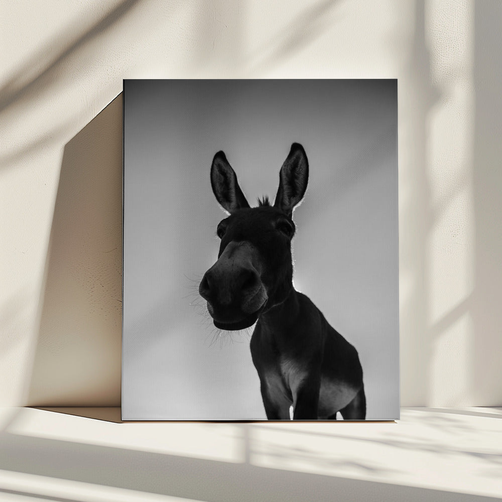 Curious Donkey Gaze | Canvas