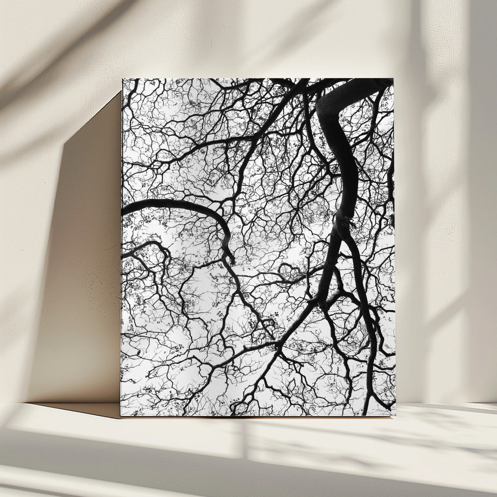 Branches' Dance | Canvas