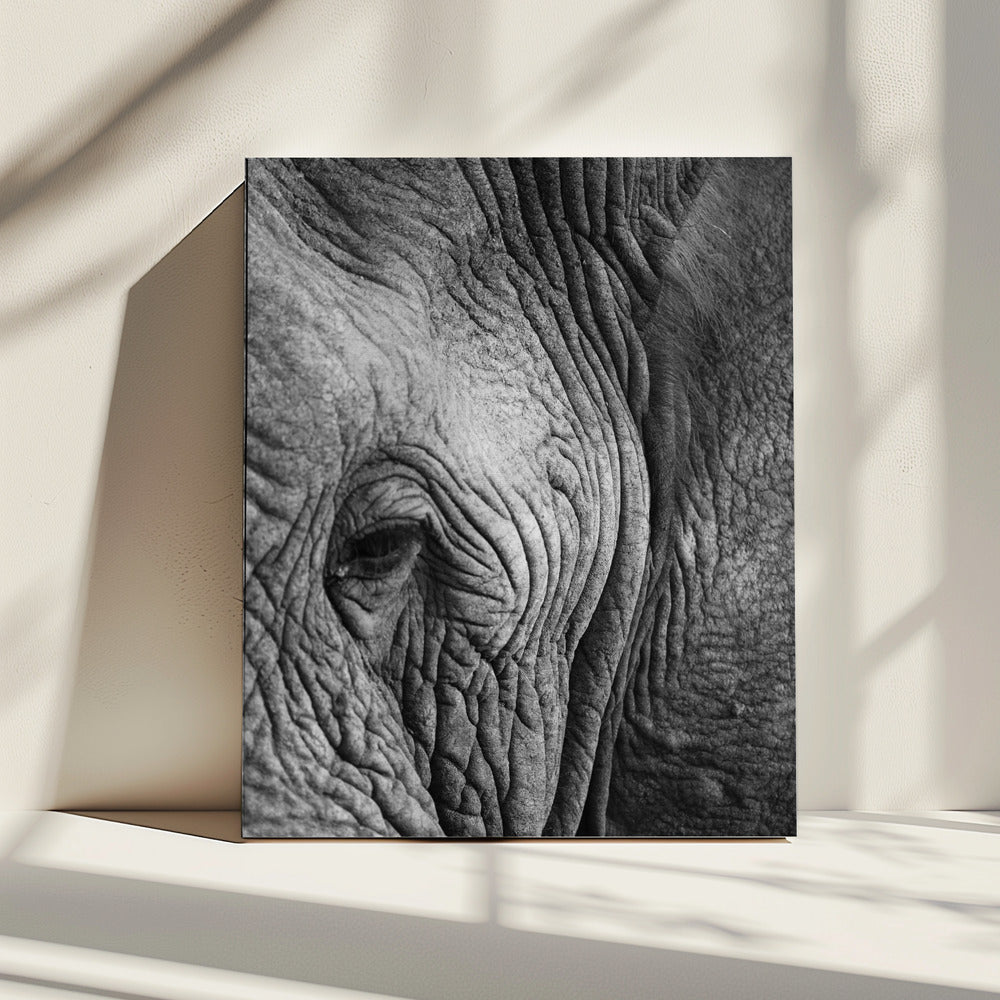Wisdom&#039;s Wrinkles | Canvas