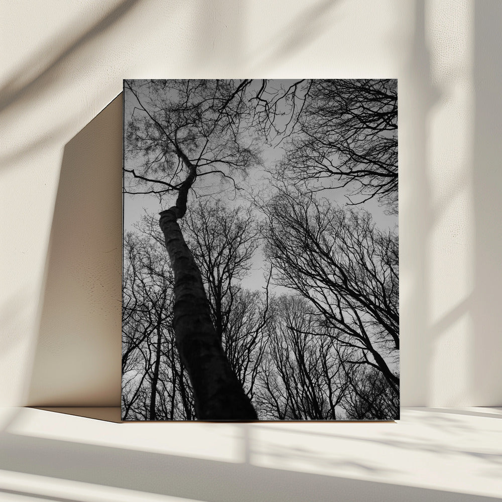 Winter&#039;s Reach | Canvas